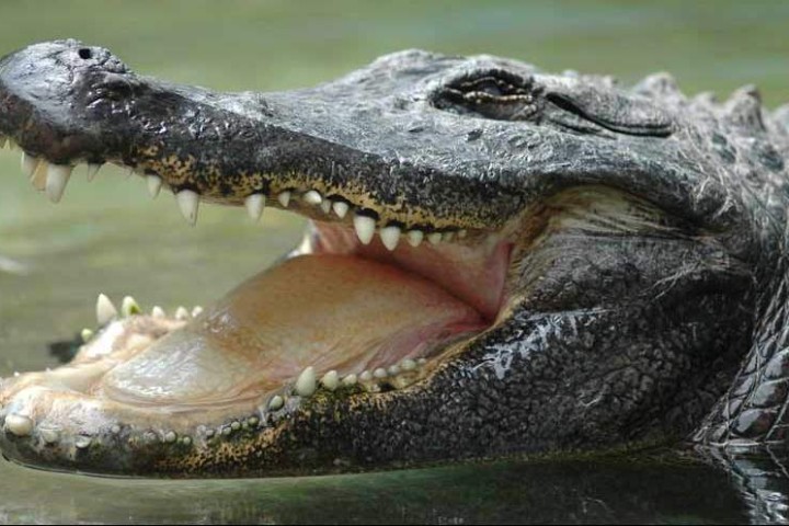 Guest post: Top grădini zoologice
